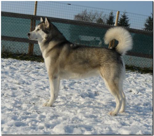 Sheena 1-2010.jpg